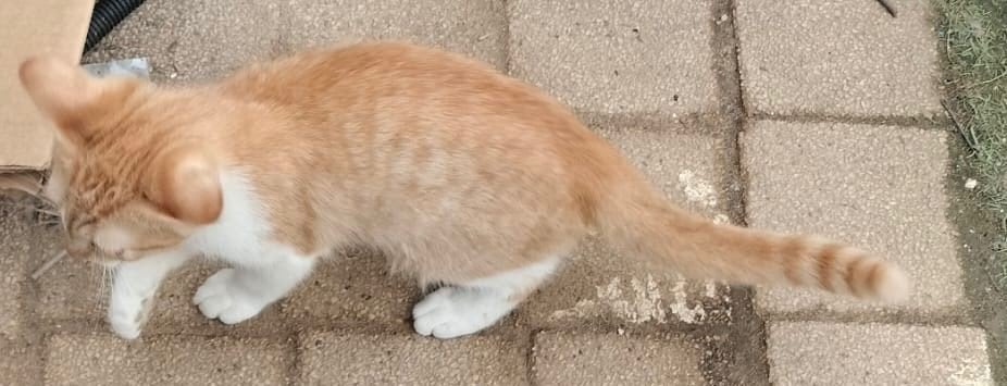 Nog een mooie mannetje, Dieren en Toebehoren, Meerdere dieren, Ontwormd