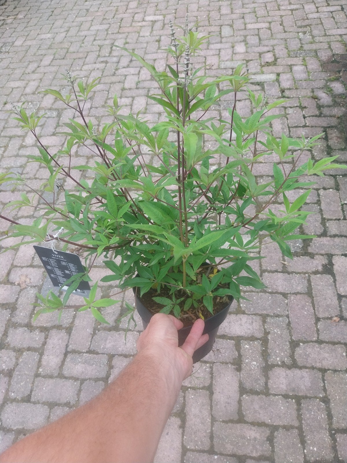 Vitex Agnus Castus - Monnikspeper - Kuise Boom, Ophalen, Volle zon, Vaste plant, Kruiden