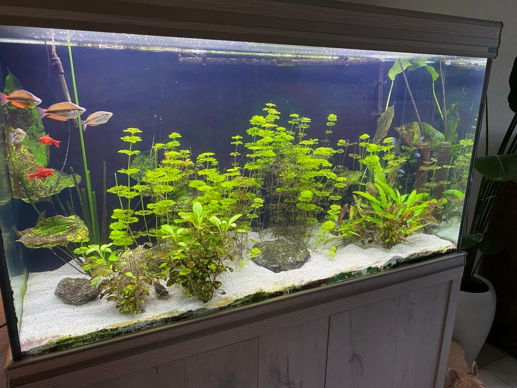 Aquarium Aqualantis leeg, Ophalen, Inclusief deksel, Overige merken, Zo goed als nieuw
