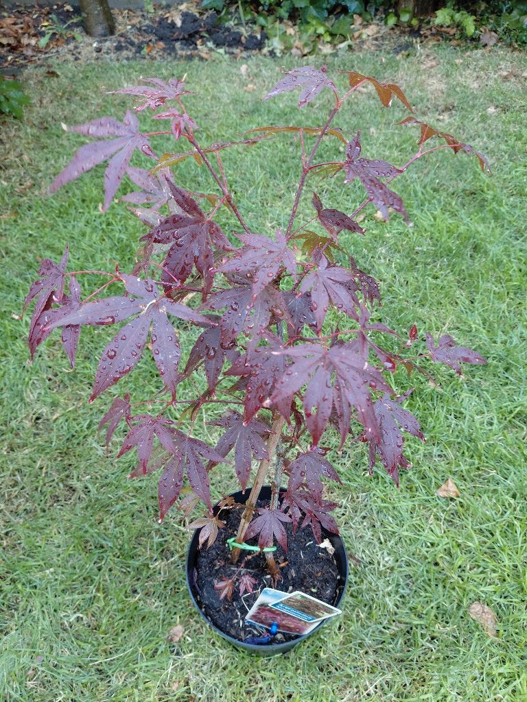 Japanse esdoorn in pot, Tuin en Terras, Bloeit niet, Halfschaduw, Overige soorten, Minder dan 100 cm