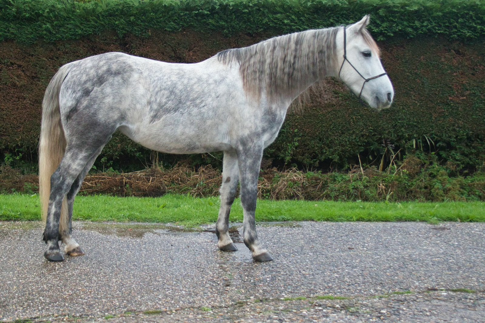 Jonge D-pony merrie met potentie, B, Dressuurpony, 3 tot 6 jaar, D pony (1.37m tot 1.48m)