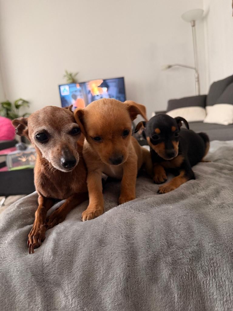 Pups, Dieren en Toebehoren, Honden | Bulldogs, Pinschers en Molossers, Parvo, België, Particulier, Overige rassen