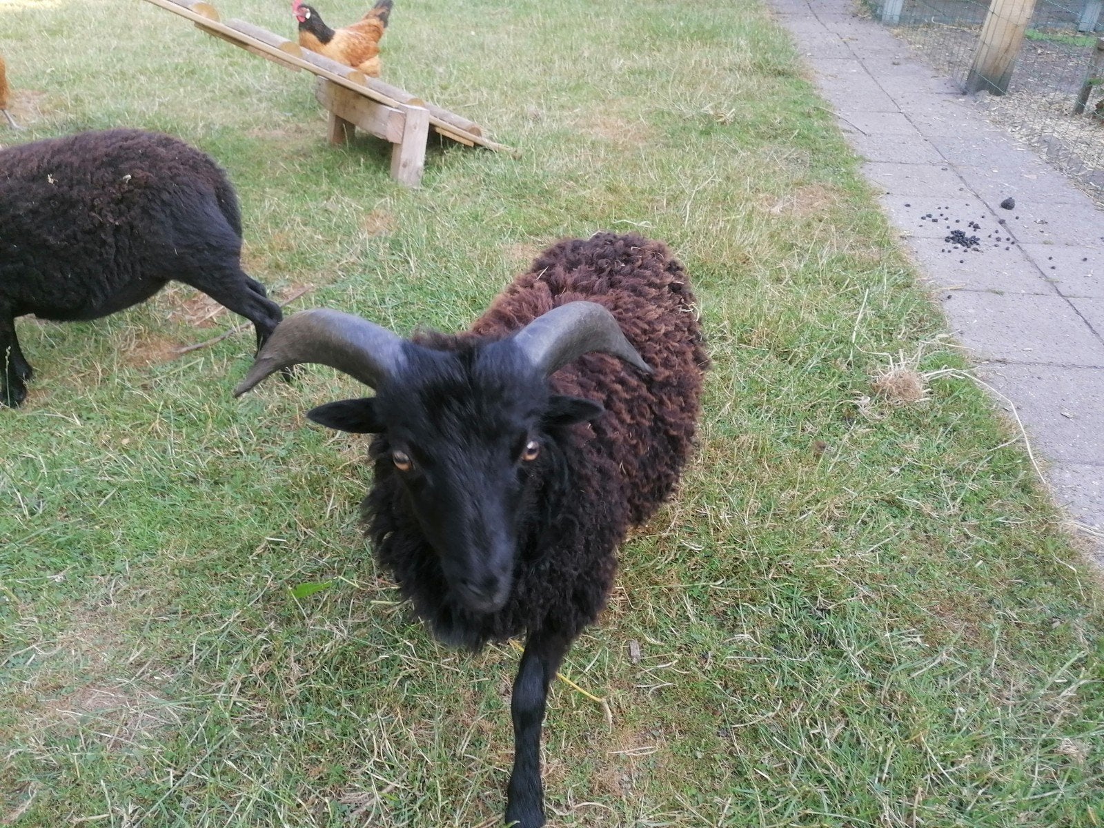 Ouessant ram zwart februari 2026, Mannelijk, Schaap