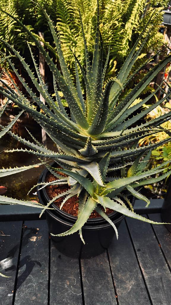 Grote Aloë Vera Plant - Perfect voor Zonliefhebbers, Volle zon, Vaste plant, Bloeit niet, Ophalen