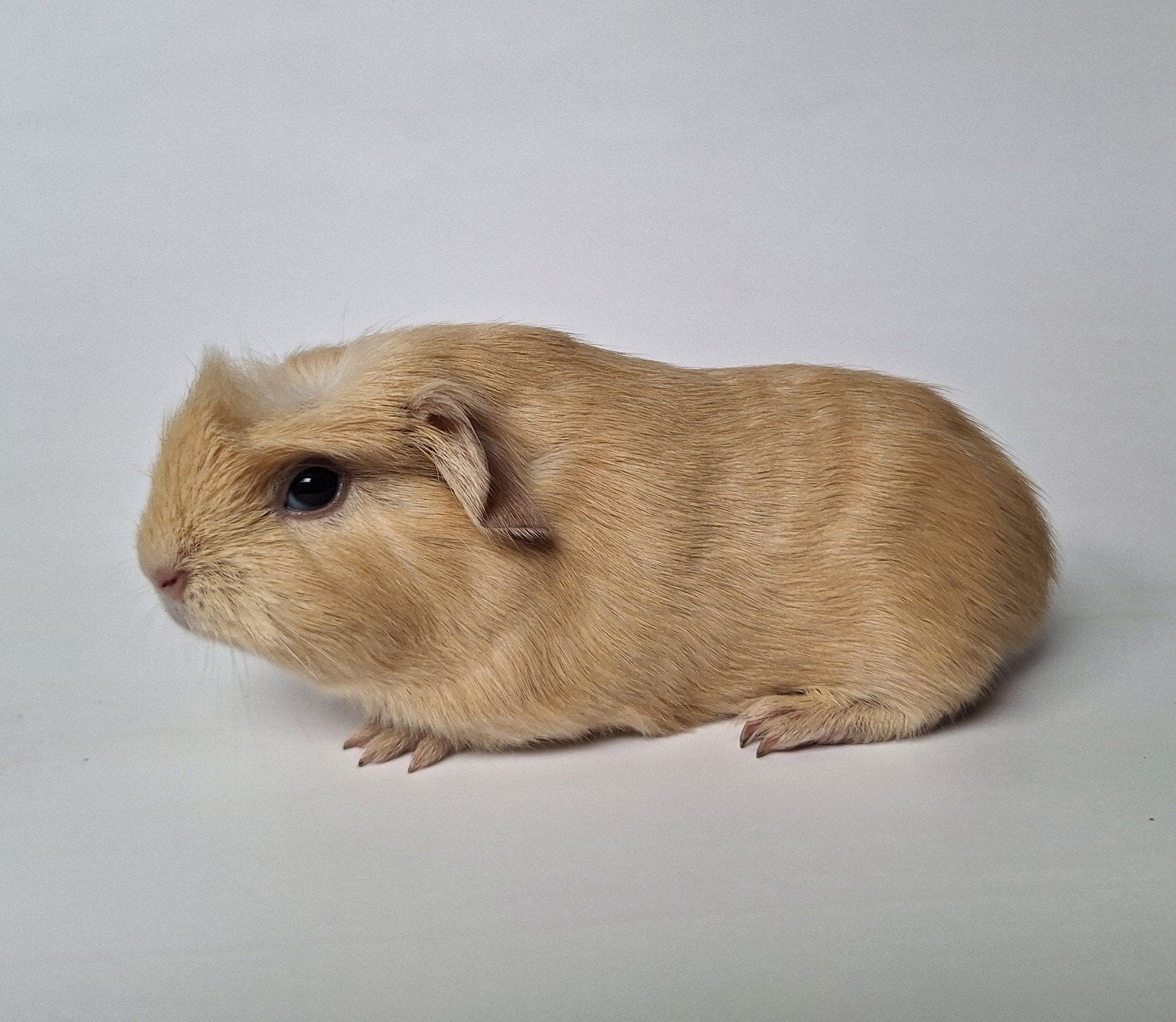 Twee jonge beertjes - creme - gladhaar/Engels gekruind, Dieren en Toebehoren, Knaagdieren, Cavia, Augustus, Mannelijk, Tam