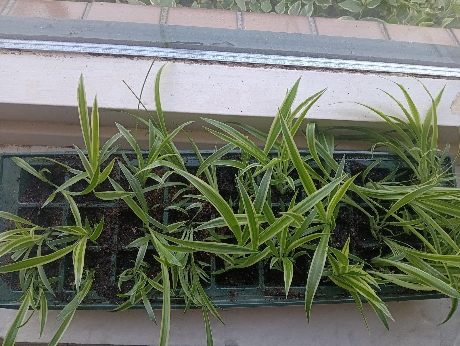 Kleine Graslelies, Huis en Inrichting, Kamerplanten, Ophalen, Overige soorten, Halfschaduw, Minder dan 100 cm