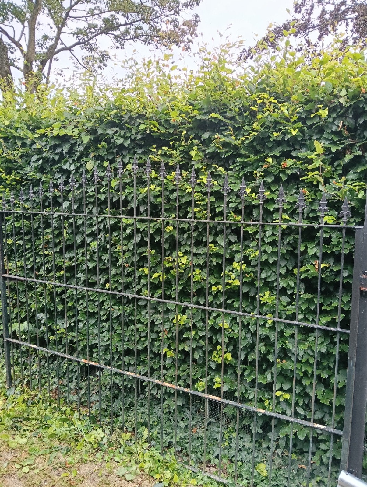 Smeedijzeren poort met Franse lelies., Ophalen, Gebruikt, IJzer, Sierhekwerk