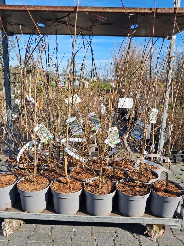 Grootbloemige Kornoelje (Cornus kousa var. chinensis), In pot, Halfschaduw, Ophalen of Verzenden, Lente