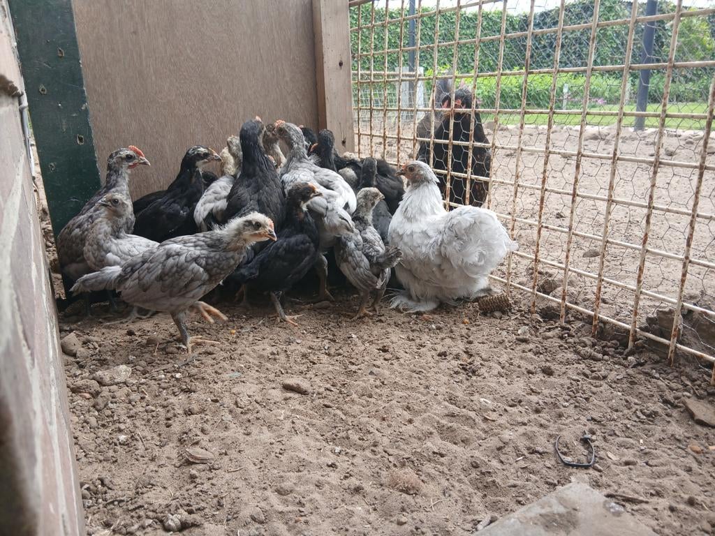Kleurleggers te koop 15 euro hennen, Ophalen of Verzenden