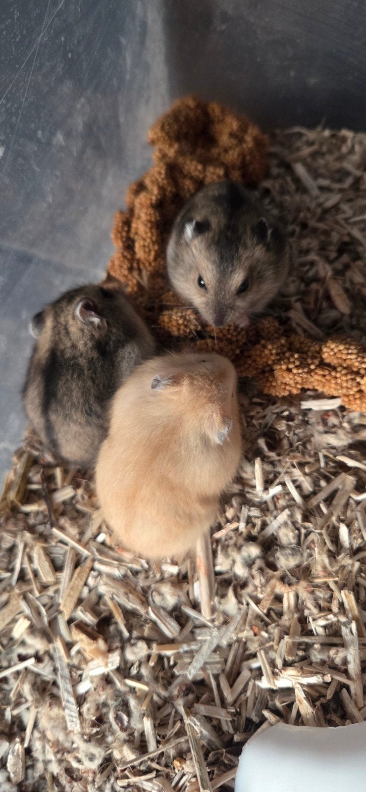 Dwerghamsters, Dieren en Toebehoren, Pluimvee, Meerdere dieren, Overige soorten