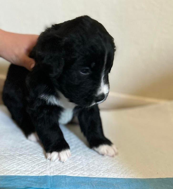 7 prachtige Boulab pups (berner sennen x labrador), Dieren en Toebehoren, 8 tot 15 weken, Labrador retriever, Meerdere, Meerdere dieren