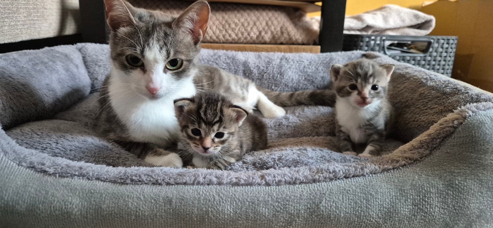 Kittens! 1 katertje & 1 poesje, Meerdere dieren
