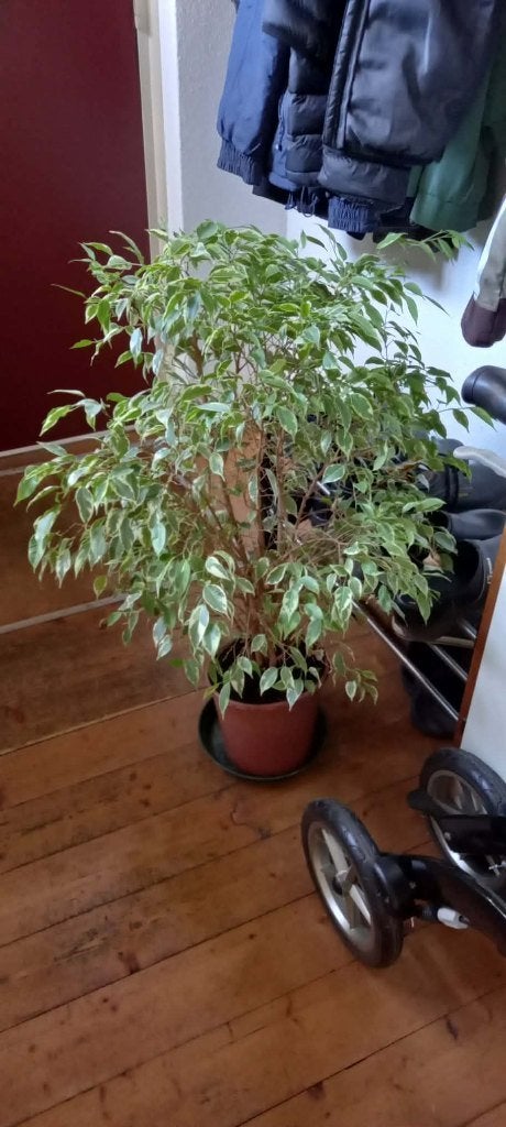 Te koop Ficus hoogte 90 cm, Huis en Inrichting, Kamerplanten, Ophalen, Ficus, Halfschaduw, Minder dan 100 cm