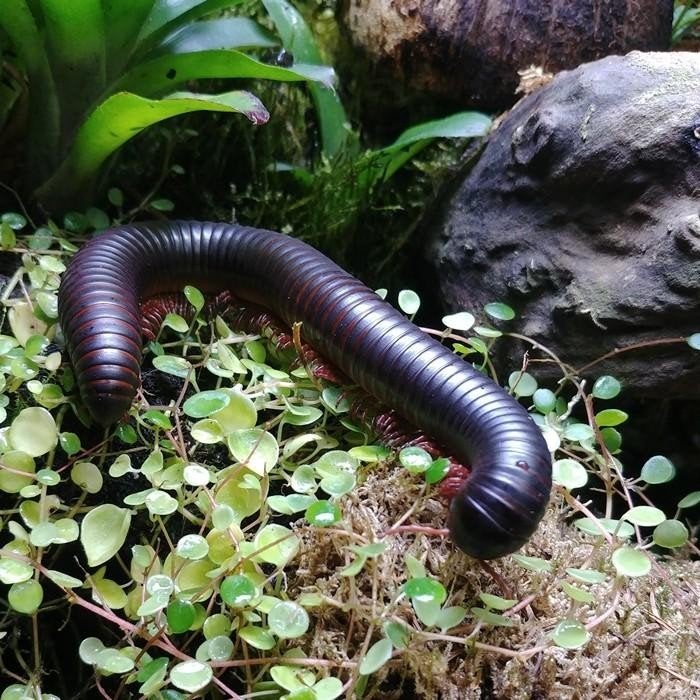 archispirostreptus gigas