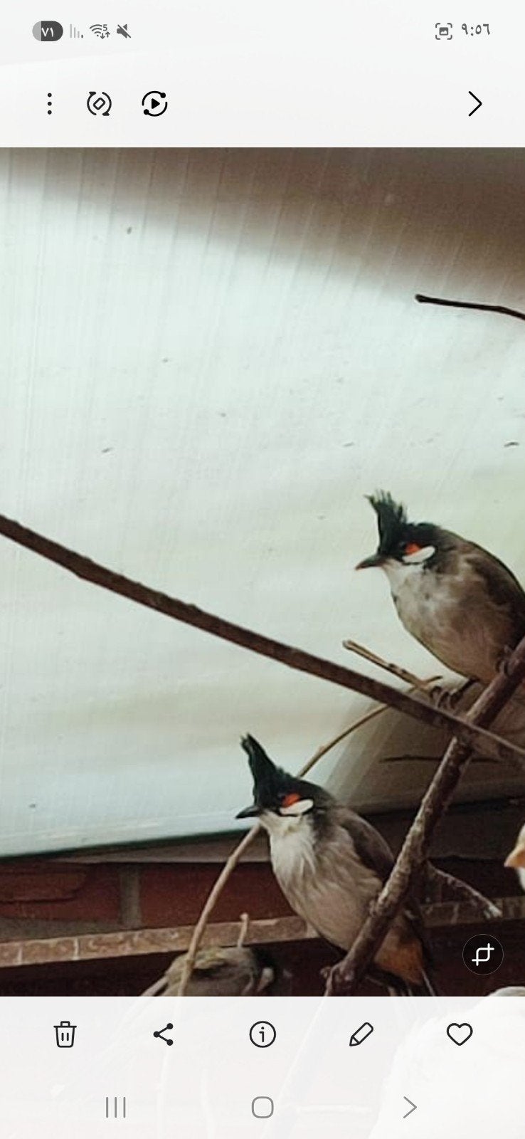 Een paar nachtegalen, Meerdere dieren