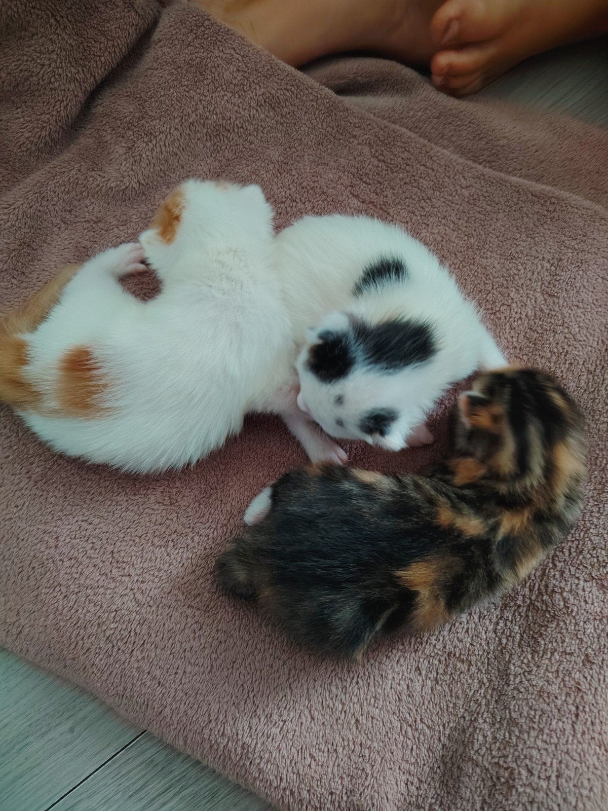 kittens geboren op 27 juli, Meerdere dieren, Ontwormd, 0 tot 2 jaar
