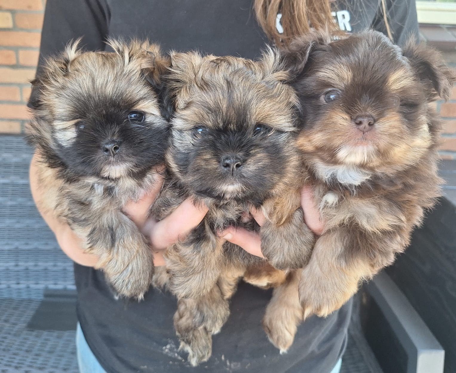 Shih tzu / pomeriaan pups, Parvo, 8 tot 15 weken, Eén hond, Nederland