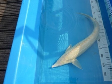 Albino-sterletsteuren 25/30 cm, nu voor 30,-!!, Dieren en Toebehoren, Steur