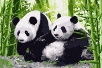 Schilderen op nummer Panda beren, Hobby en Vrije tijd, *, *, Nieuw, Schilderen op nummer