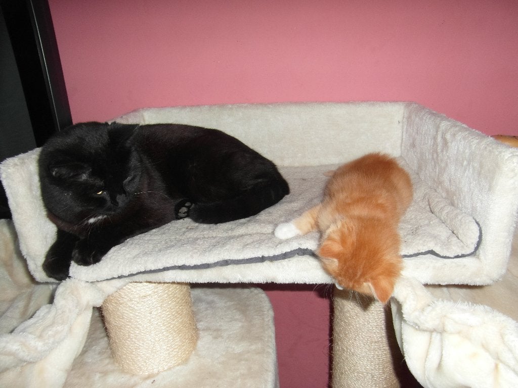zeer lieve kruising ragdoll kortharige kater, Kater, Gechipt, 0 tot 2 jaar