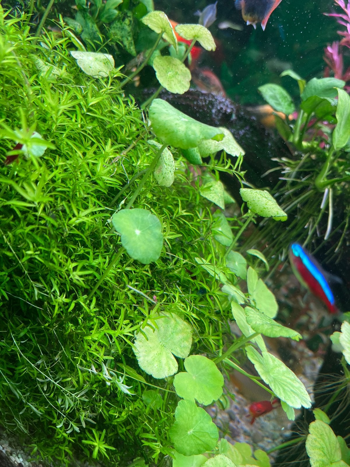 Aquarium plant, Dieren en Toebehoren, Ophalen of Verzenden, Nieuw, Plant(en), Steen of Hout