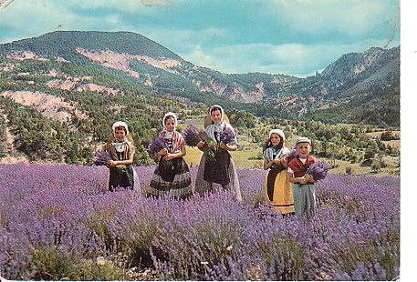 Ansichtkaart 	Klederdracht	Provence (Frankrijk)	Lavendelveld, Verzenden, 1980 tot heden, Gelopen, Klederdracht