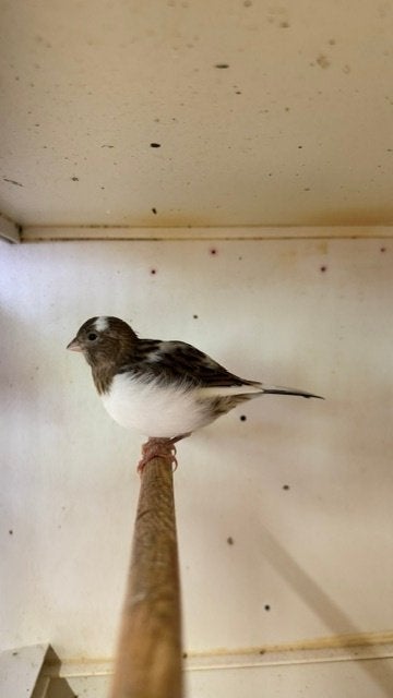 Five Fencys, Meerdere dieren, Postuurkanarie