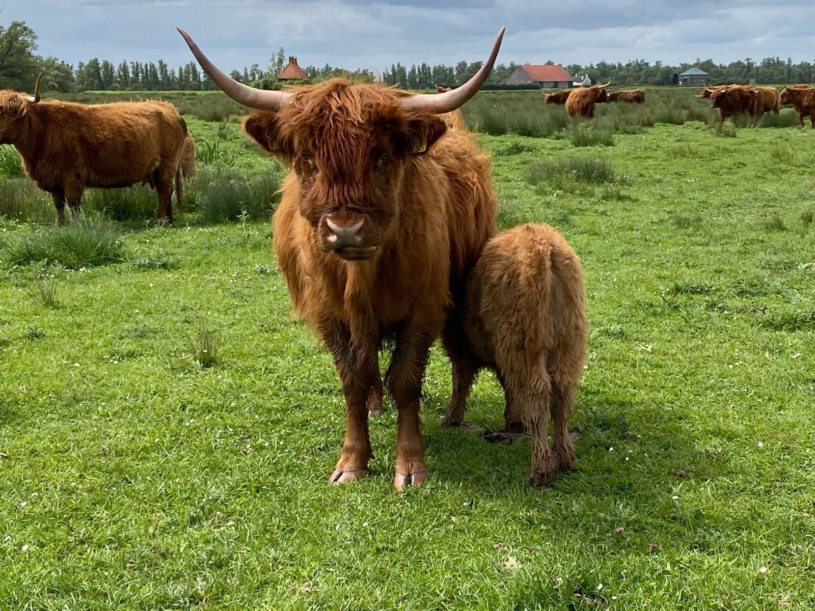 Schotse hooglander dekstier pinken koe plus kalf, Dieren en Toebehoren, Runderen, Mannelijk