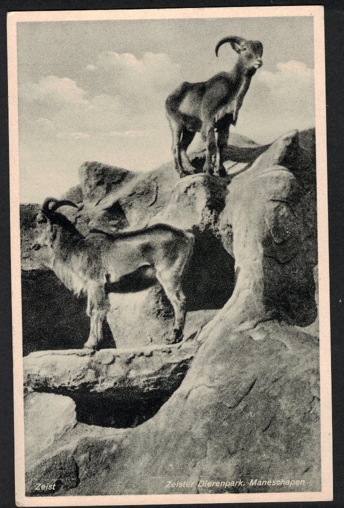 Zeist, Zeister Dierenpark, Maneschapen. 1938, Verzamelen, Ansichtkaarten | Nederland, Ophalen of Verzenden, 1920 tot 1940, Gelopen