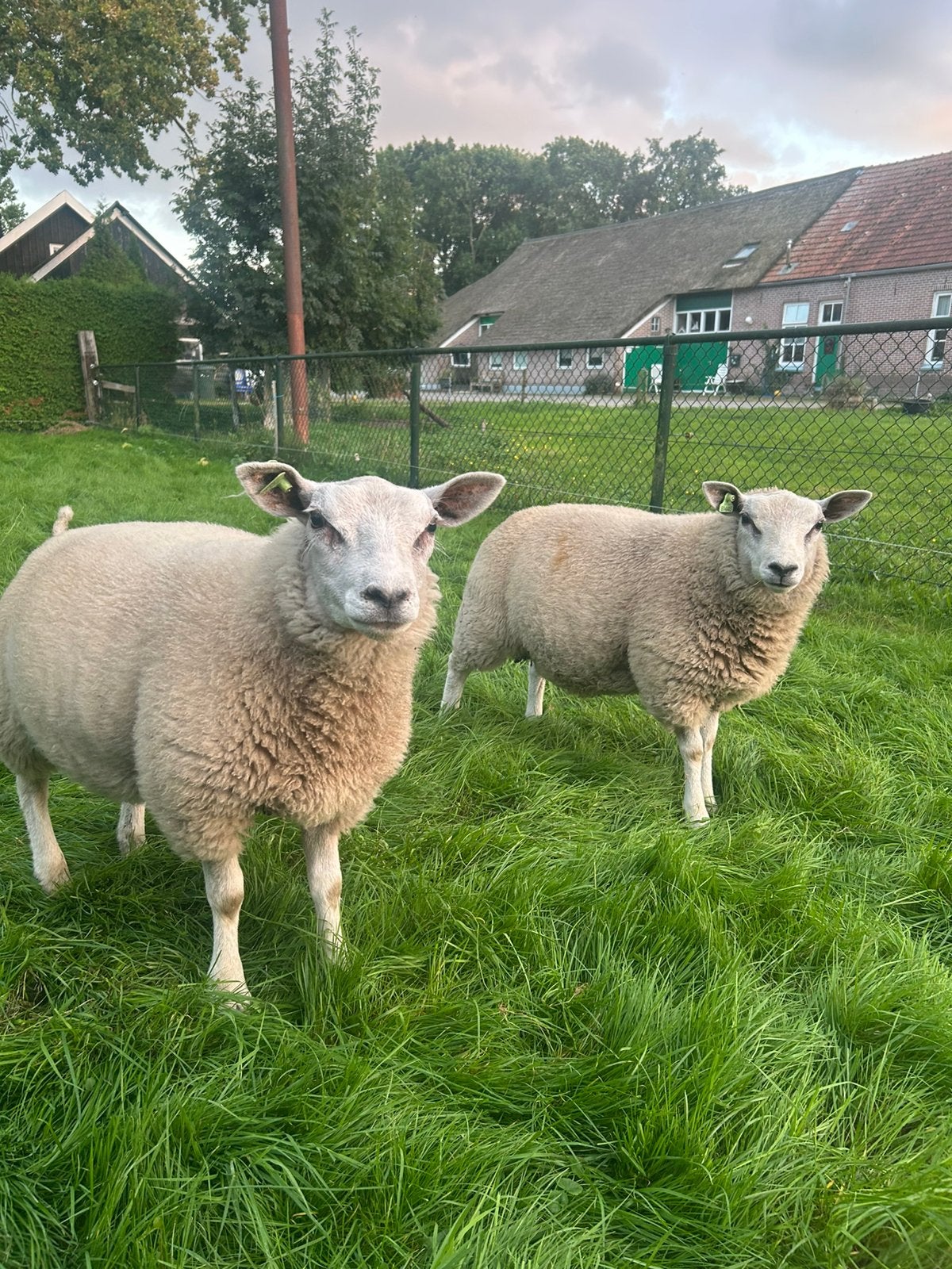 Swifter rammen, Mannelijk, Schaap, 0 tot 2 jaar