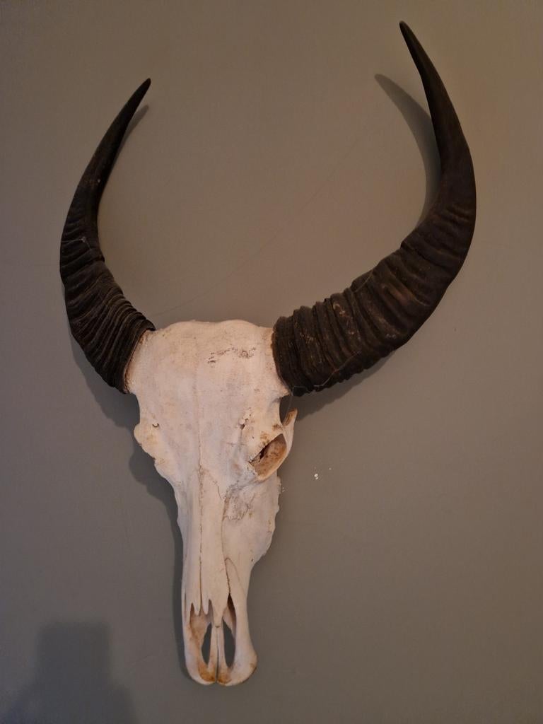 Decoratieve Buffelschedel met Hoorns, Ophalen, Gebruikt