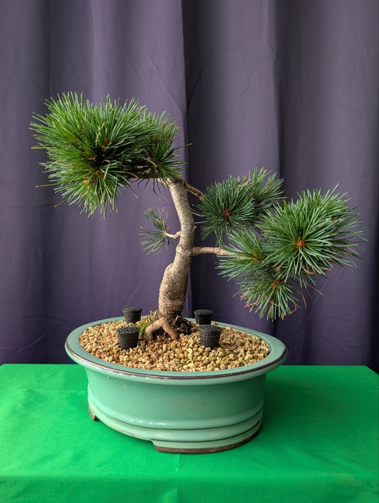 Prachtige Pinus Parviflora pre-Bonsai (Japanse Witte Den), Overige soorten, Minder dan 100 cm, Ophalen, Volle zon