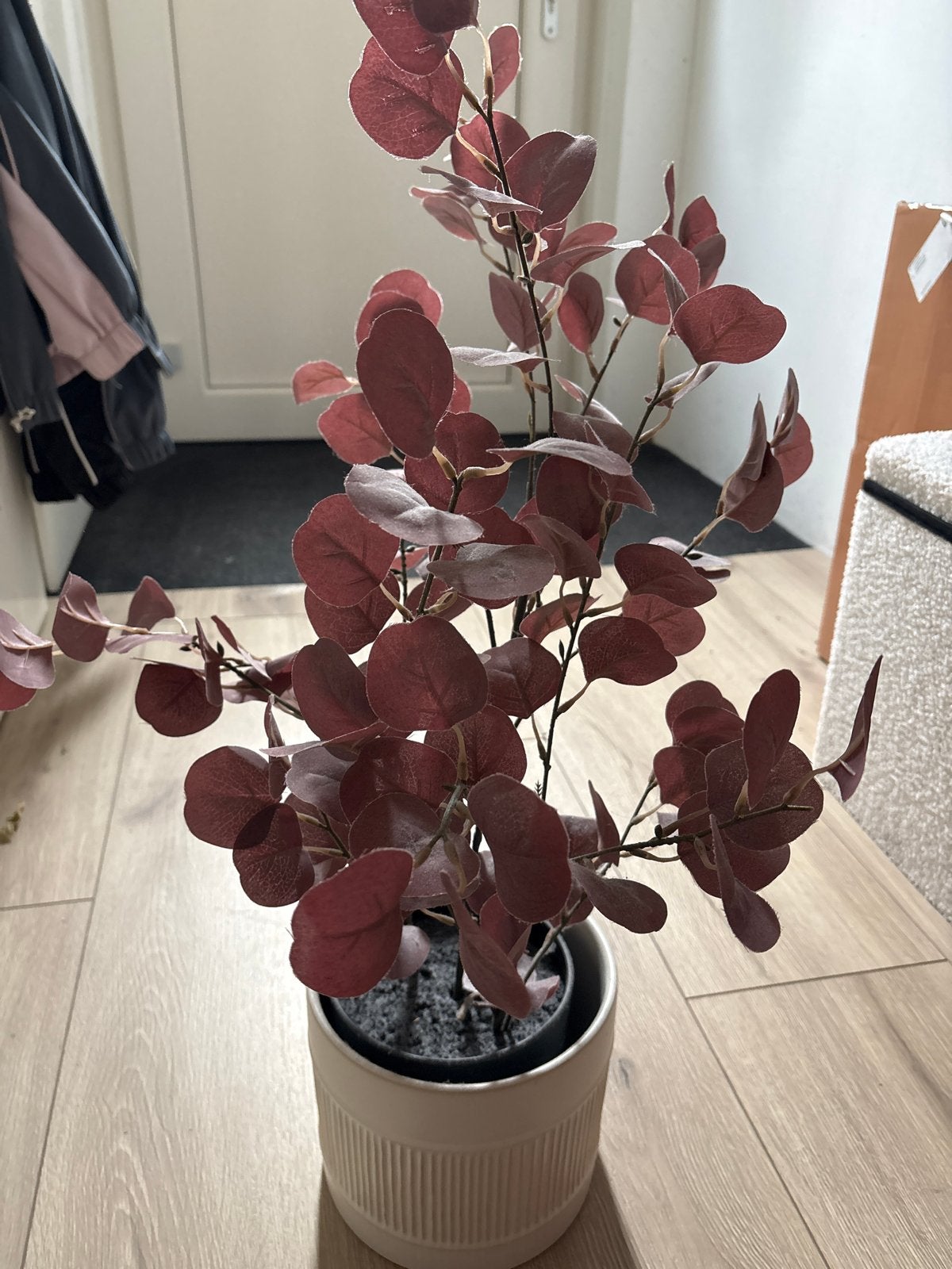 Kunstplant Eucalyptus in Pot - Rood/Bordeaux, Ophalen, Binnen, Kunstplant, Zo goed als nieuw