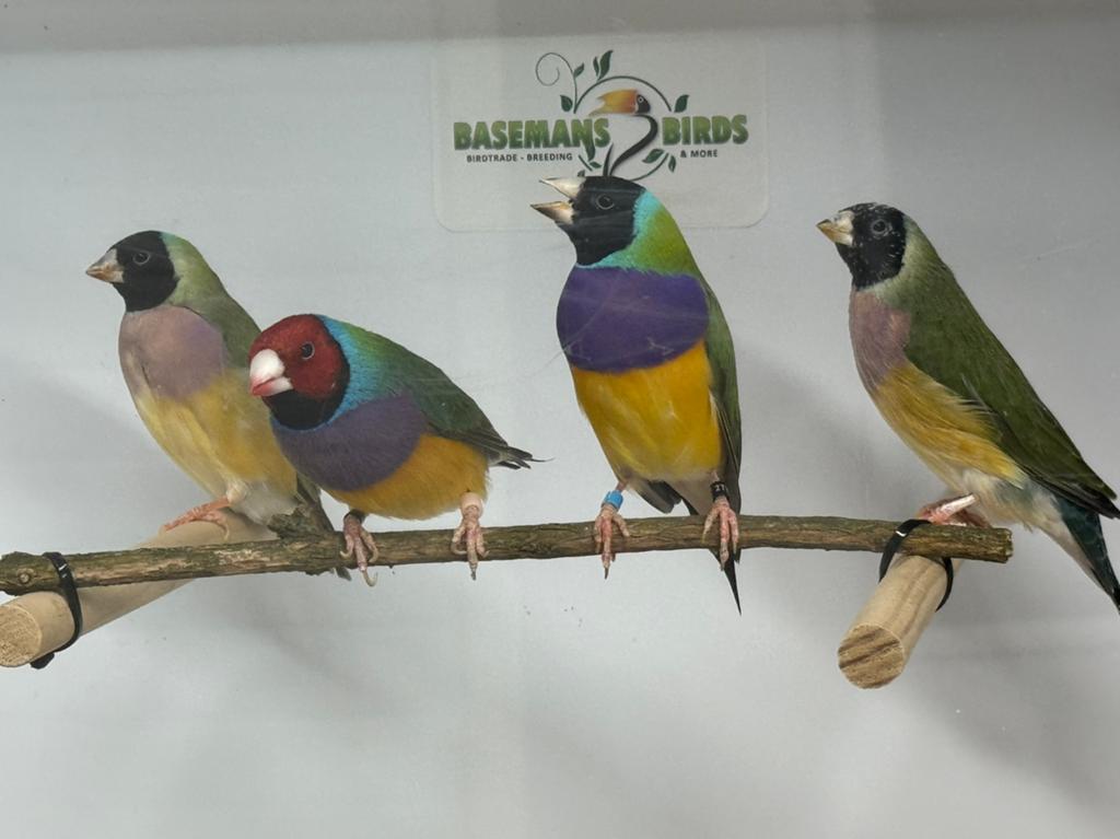 Gouldamadines - Chloebia gouldiae, Meerdere dieren, Tropenvogel, Geringd
