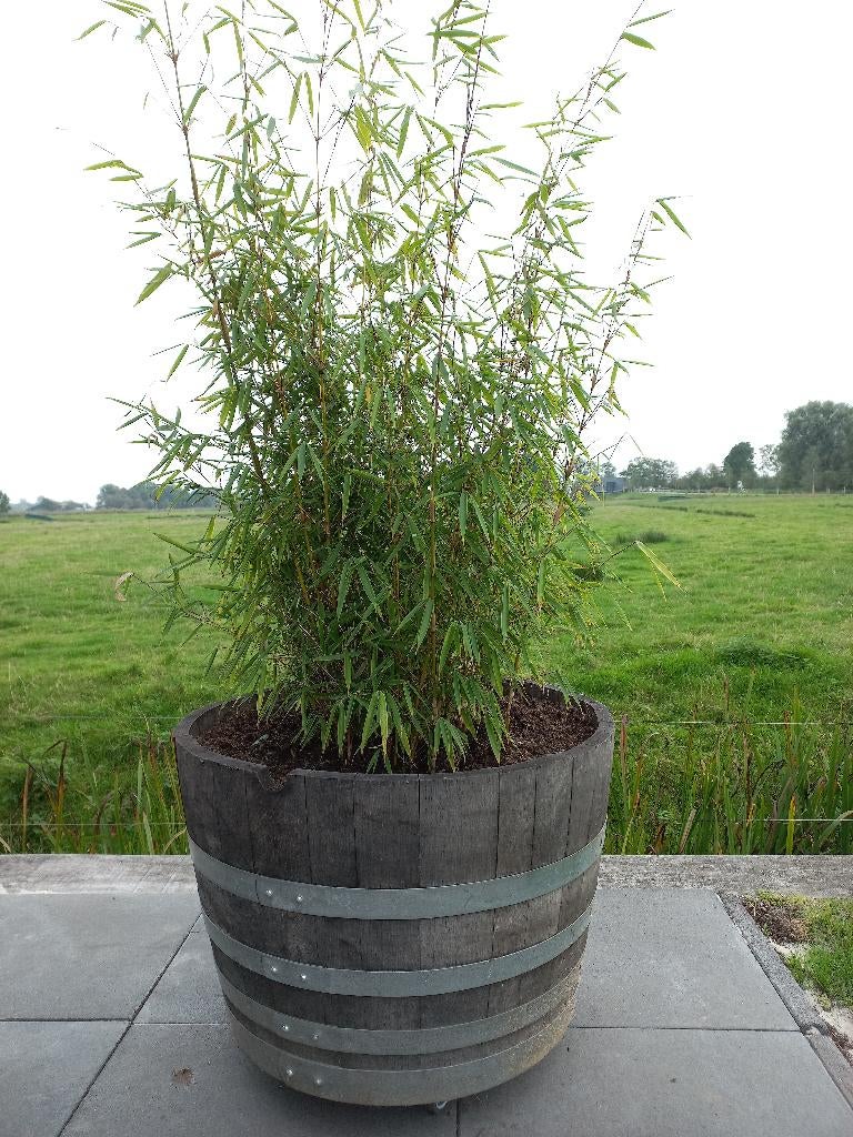 Half wijnvat 150 Liter Bloembak Minivijver, Ophalen, Rond, Nieuw, Balkon