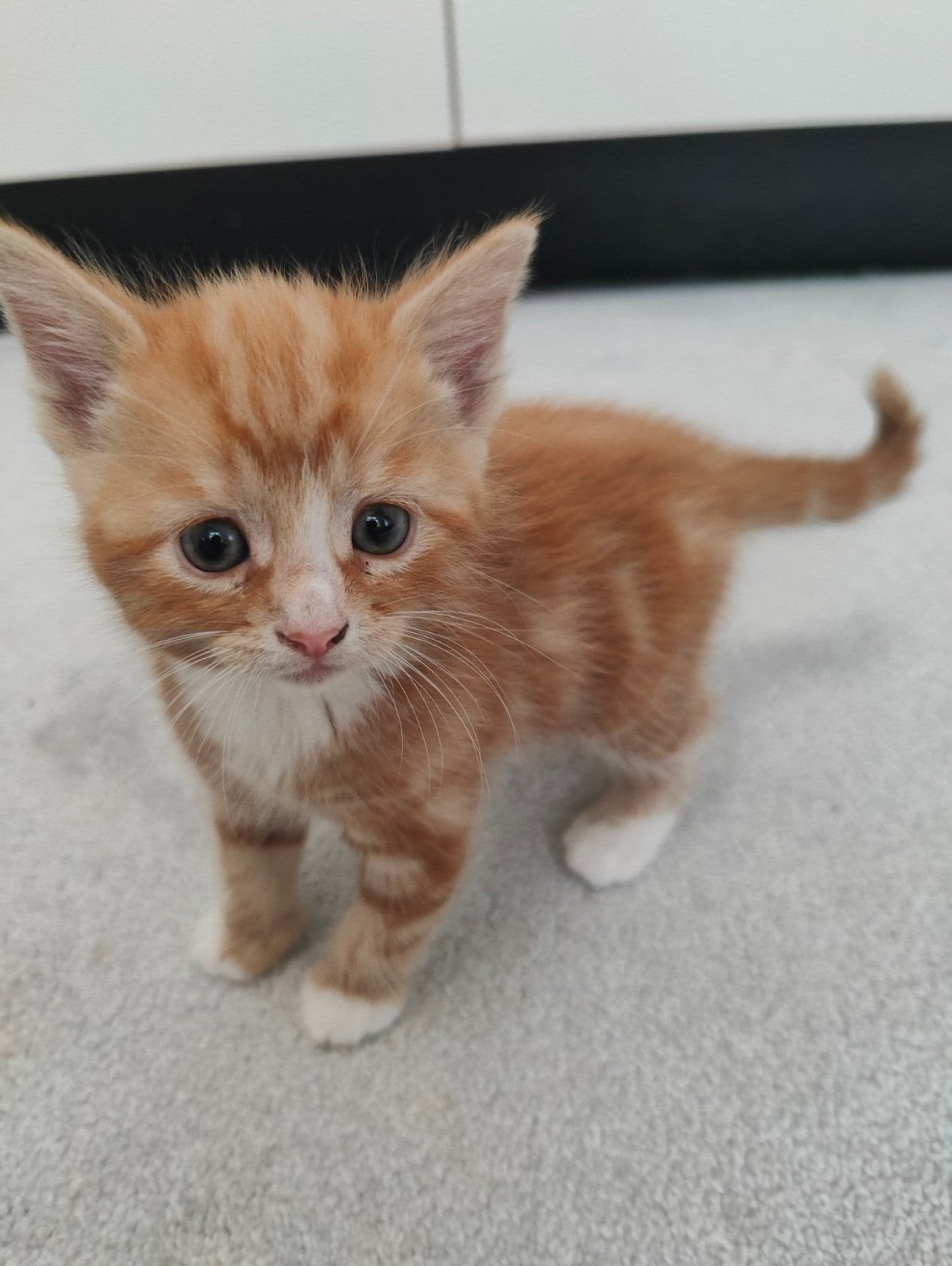 Schattige kittens zoeken een liefdevol thuis ️, Dieren en Toebehoren, Katten en Kittens | Raskatten | Korthaar, Geslacht onbekend