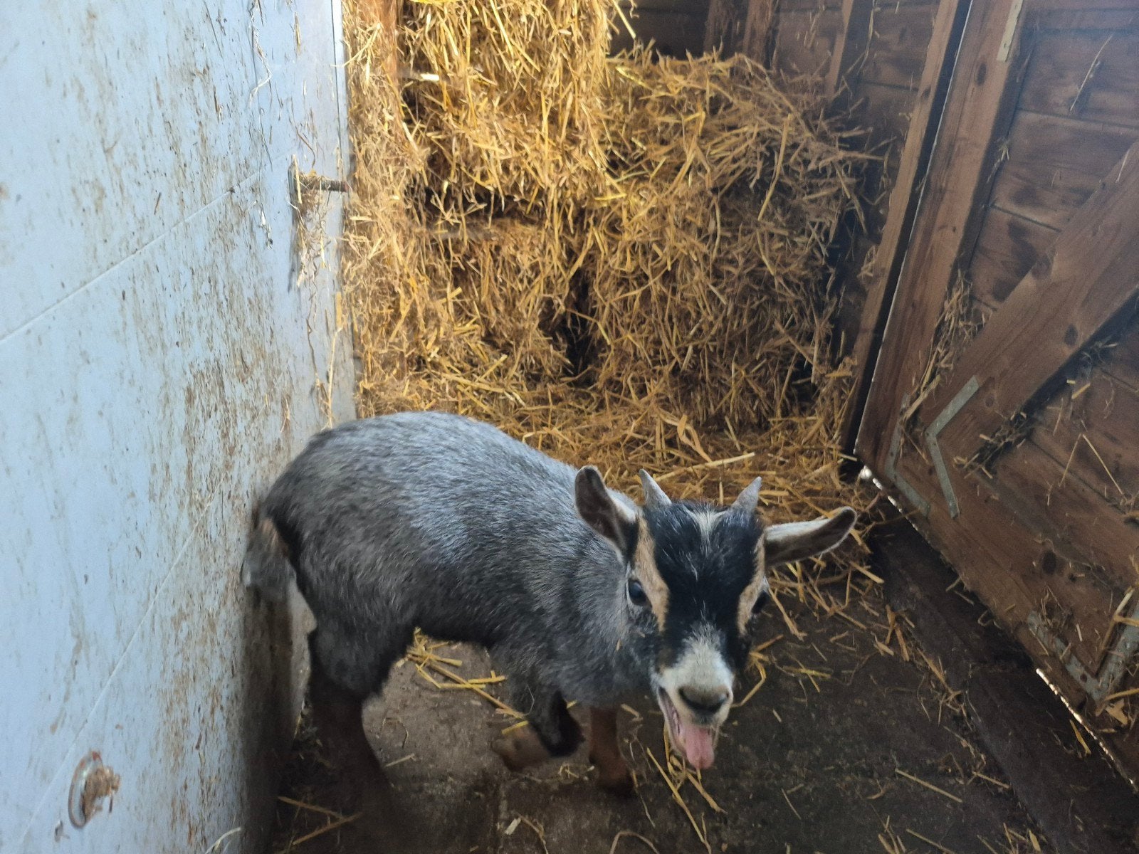 Te koop mooi blauwschimmel dekbokje, Dieren en Toebehoren, Mannelijk, Geit, 0 tot 2 jaar