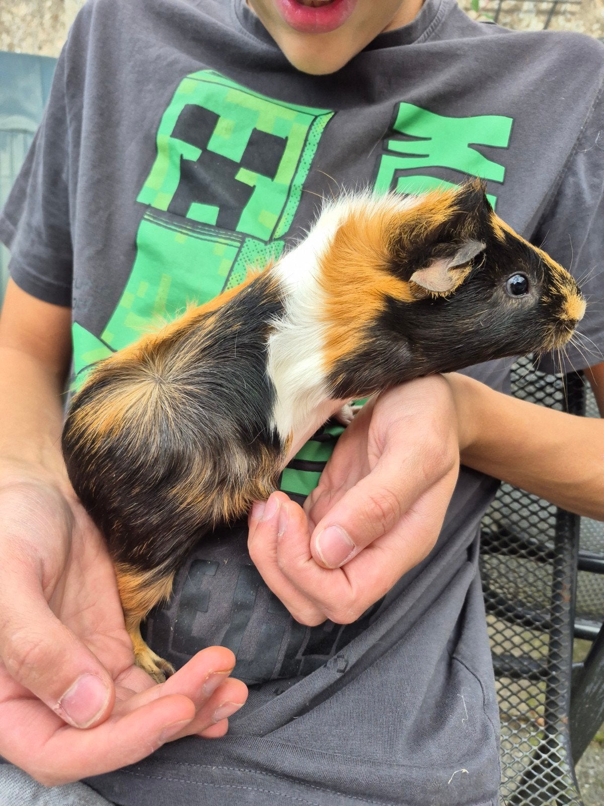 zeugje 24-1, Dieren en Toebehoren, Cavia, Vrouwelijk, Januari, Tam