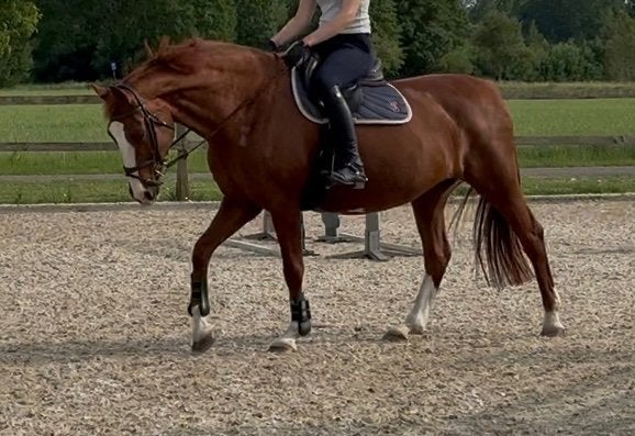 Super lieve recreatie merrie te koop, Dieren en Toebehoren, Paarden, Merrie, 11 jaar of ouder, Recreatiepaard, Met stamboom