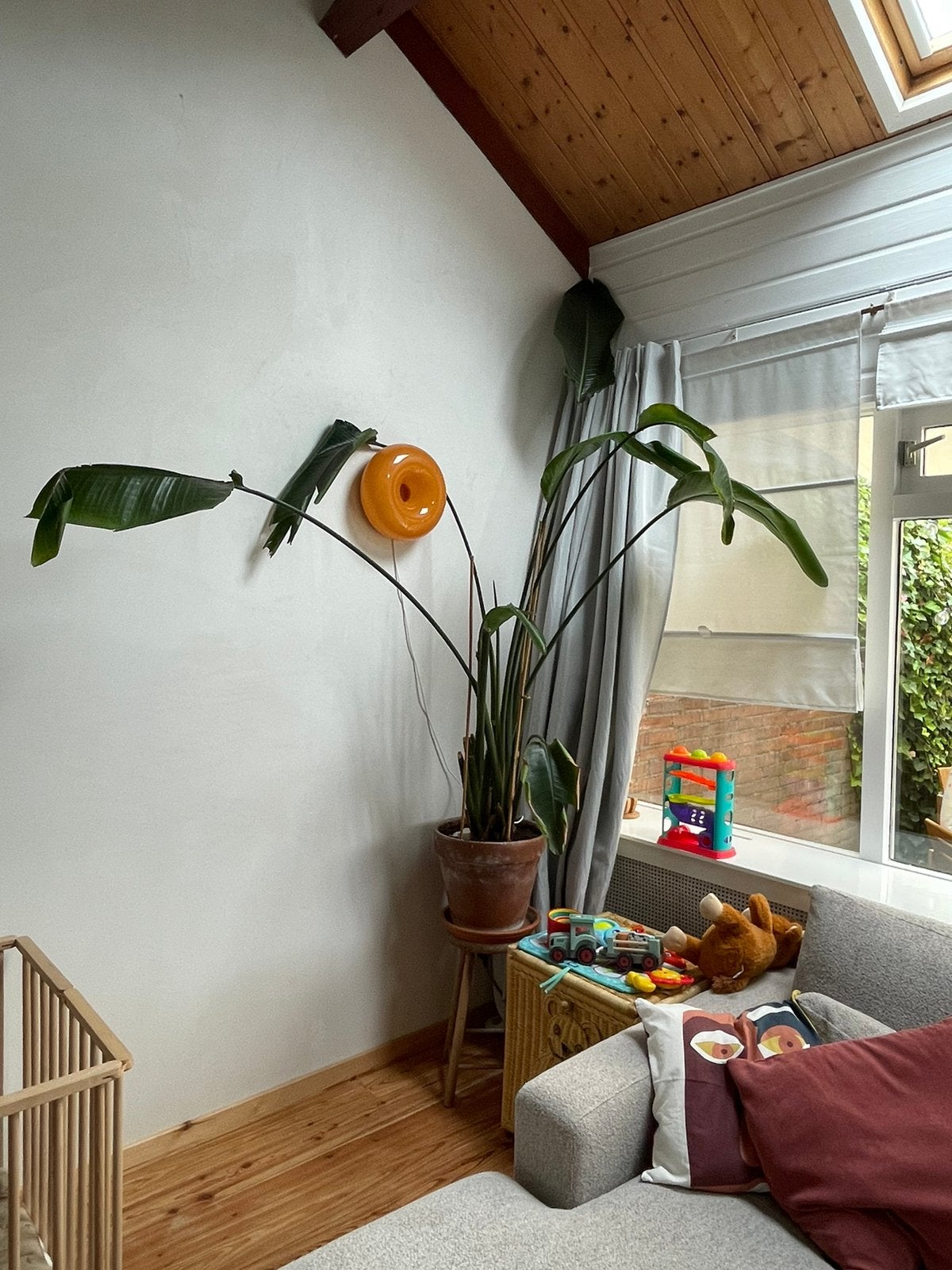 Strelitzia nicolai - paradijsvogelplant 180cm, Huis en Inrichting, Ophalen, Halfschaduw, 150 tot 200 cm