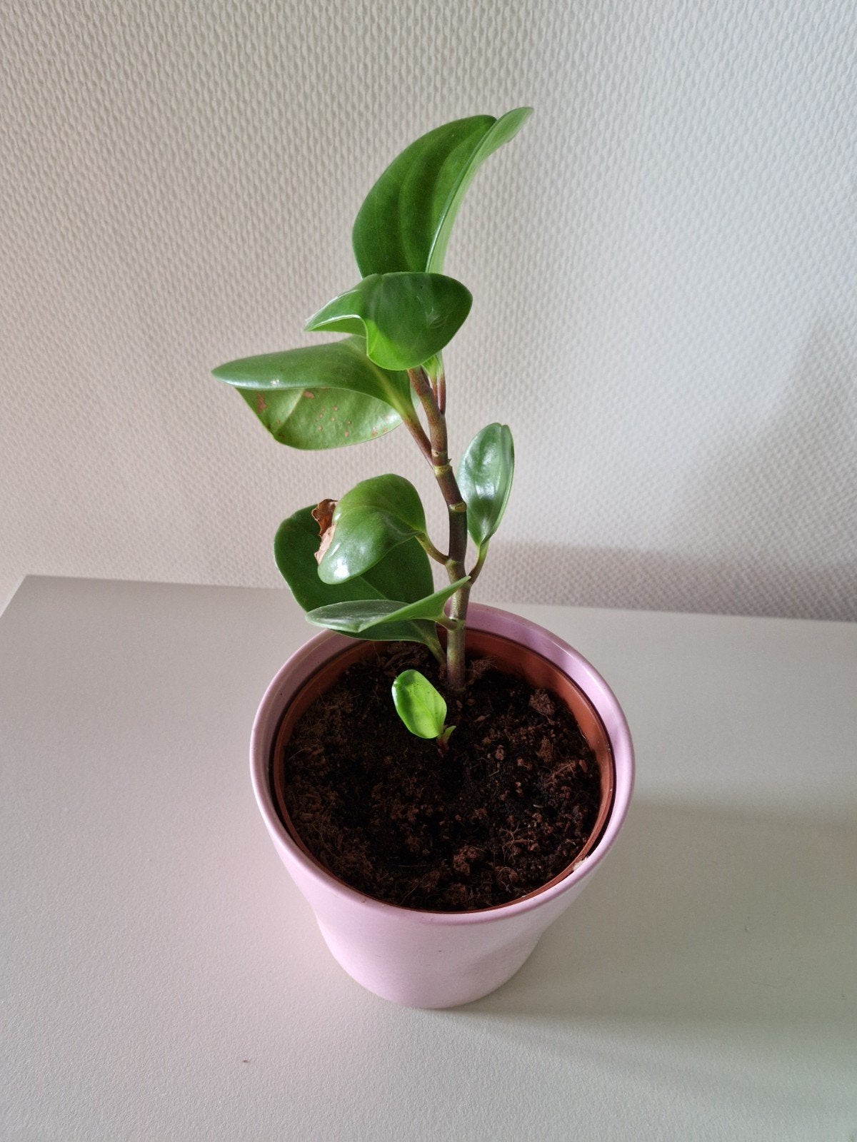 Peperomia plantje in roze pot, Ophalen, Halfschaduw, Minder dan 100 cm