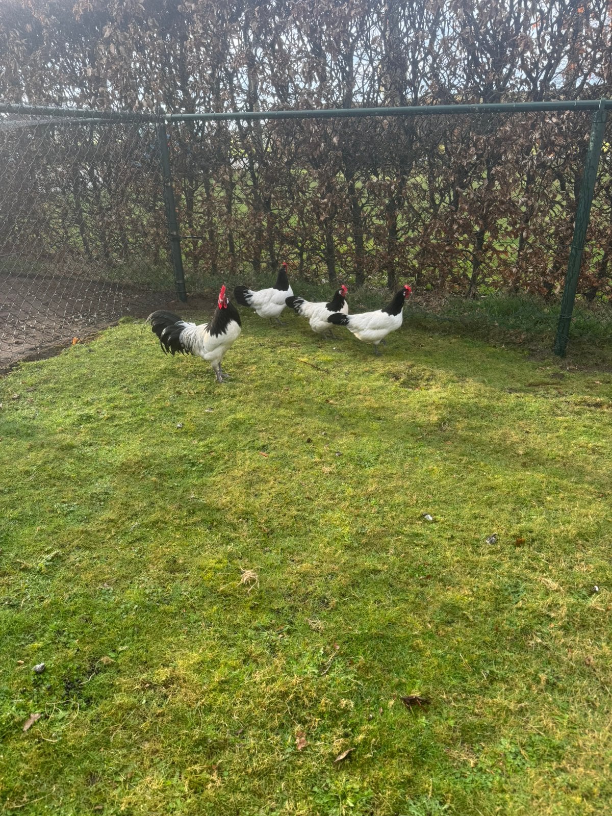 Lakenvelder broedeieren, Dieren en Toebehoren, Geslacht onbekend, Kip