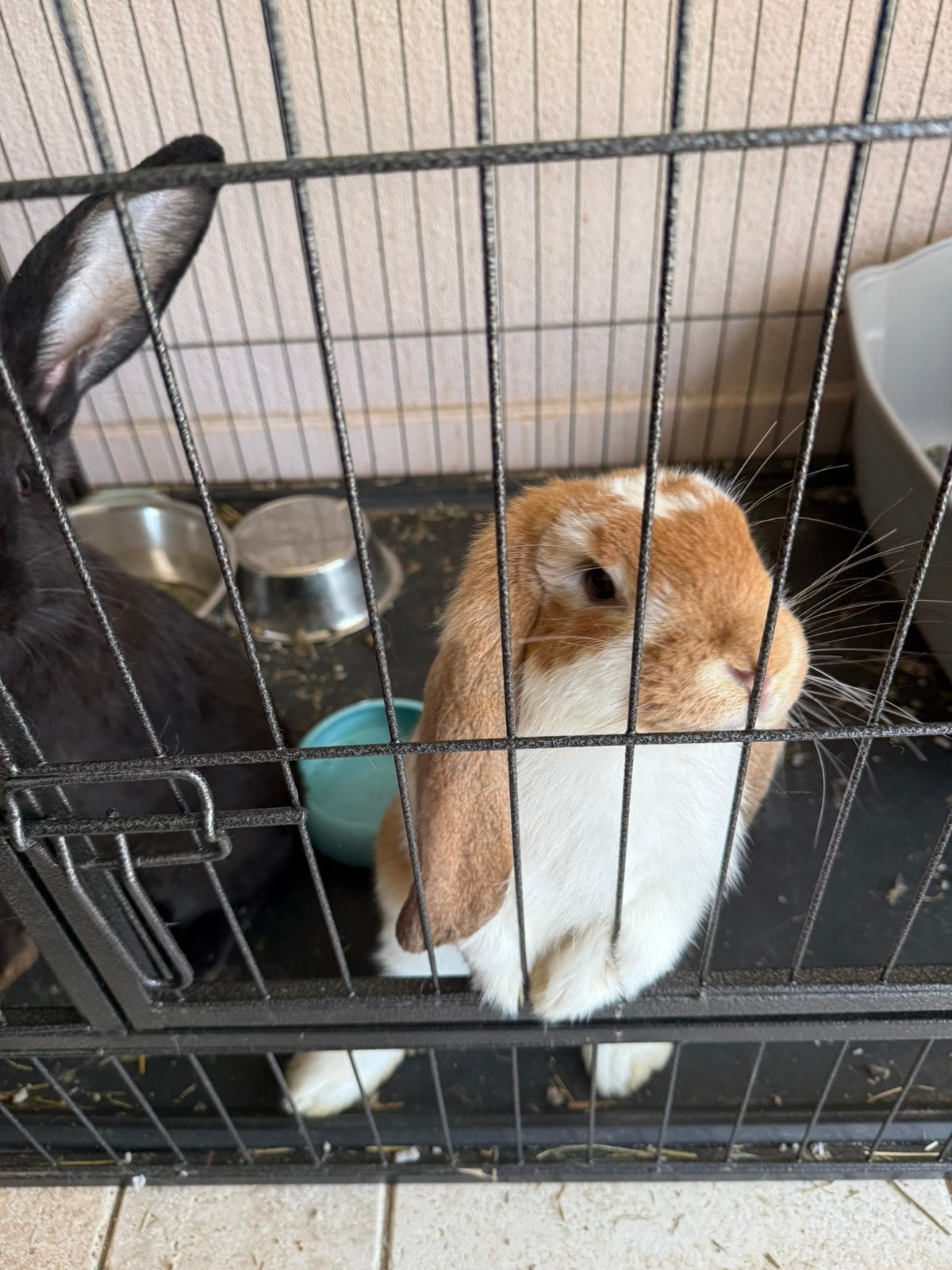 2 jonge konijnen, Meerdere dieren, Groot, Hangoor, 0 tot 2 jaar