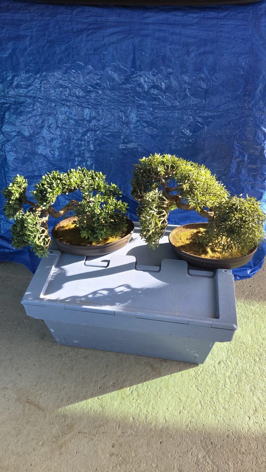 2 mooie kunststof bonsai boompjes komen van een tuincentrum, Ophalen, Binnen, Groen, Met pot of vaas