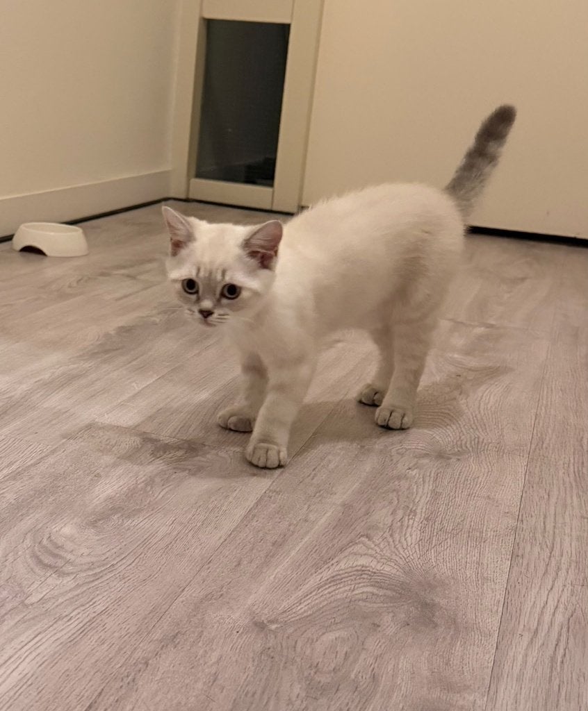 Lieve Raszuivere Brits Korthaar Kittens (2x Poes, 1x Kater), Dieren en Toebehoren, Meerdere dieren, Gechipt