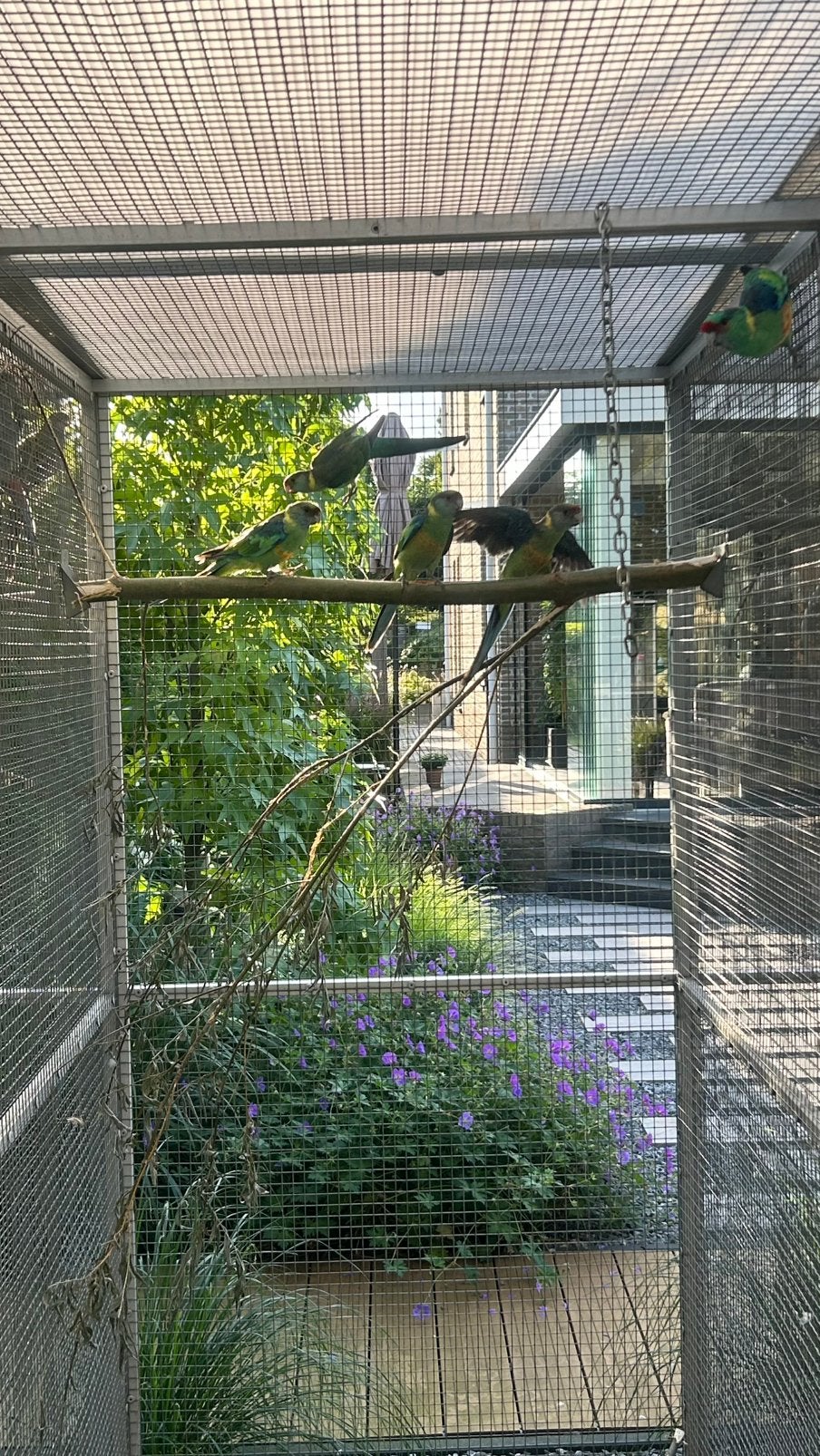Barnard parkieten, Meerdere dieren, Parkiet, Geringd