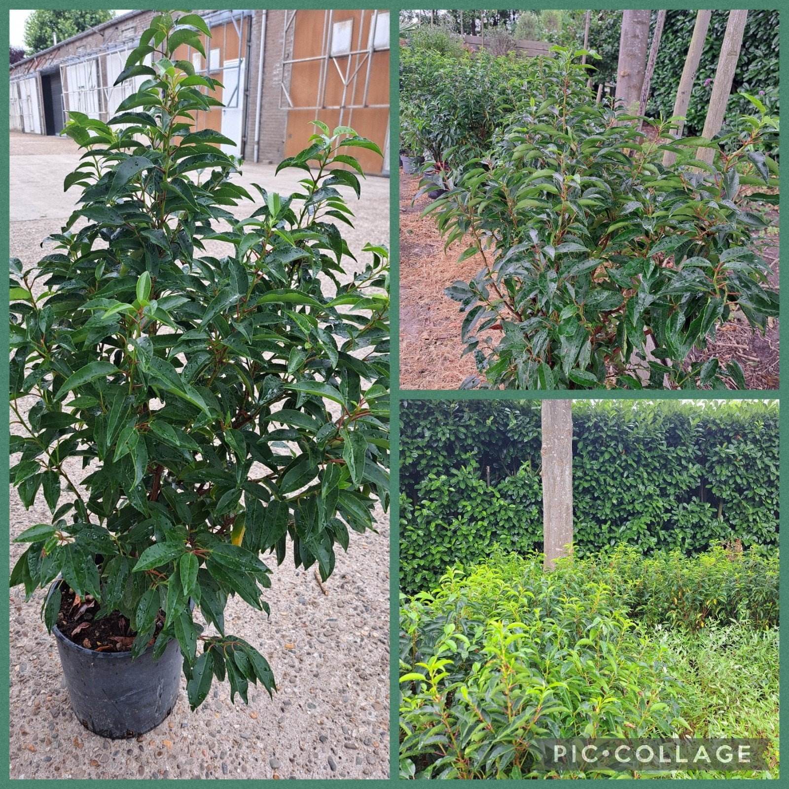 Prunus (Portugese laurier) - Groenblijvende haag, Ophalen, Bloeit niet, Vaste plant, Volle zon