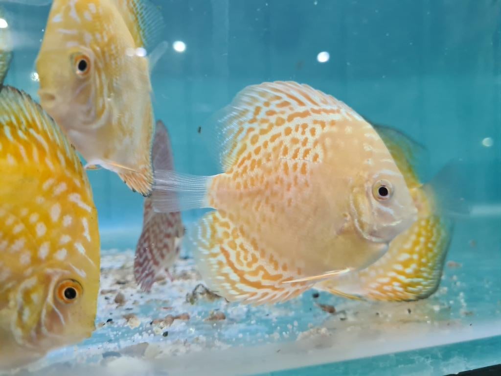 Albino Leopard Discus, Symphysodon Discus, Dieren en Toebehoren, Vis, Zoetwatervis