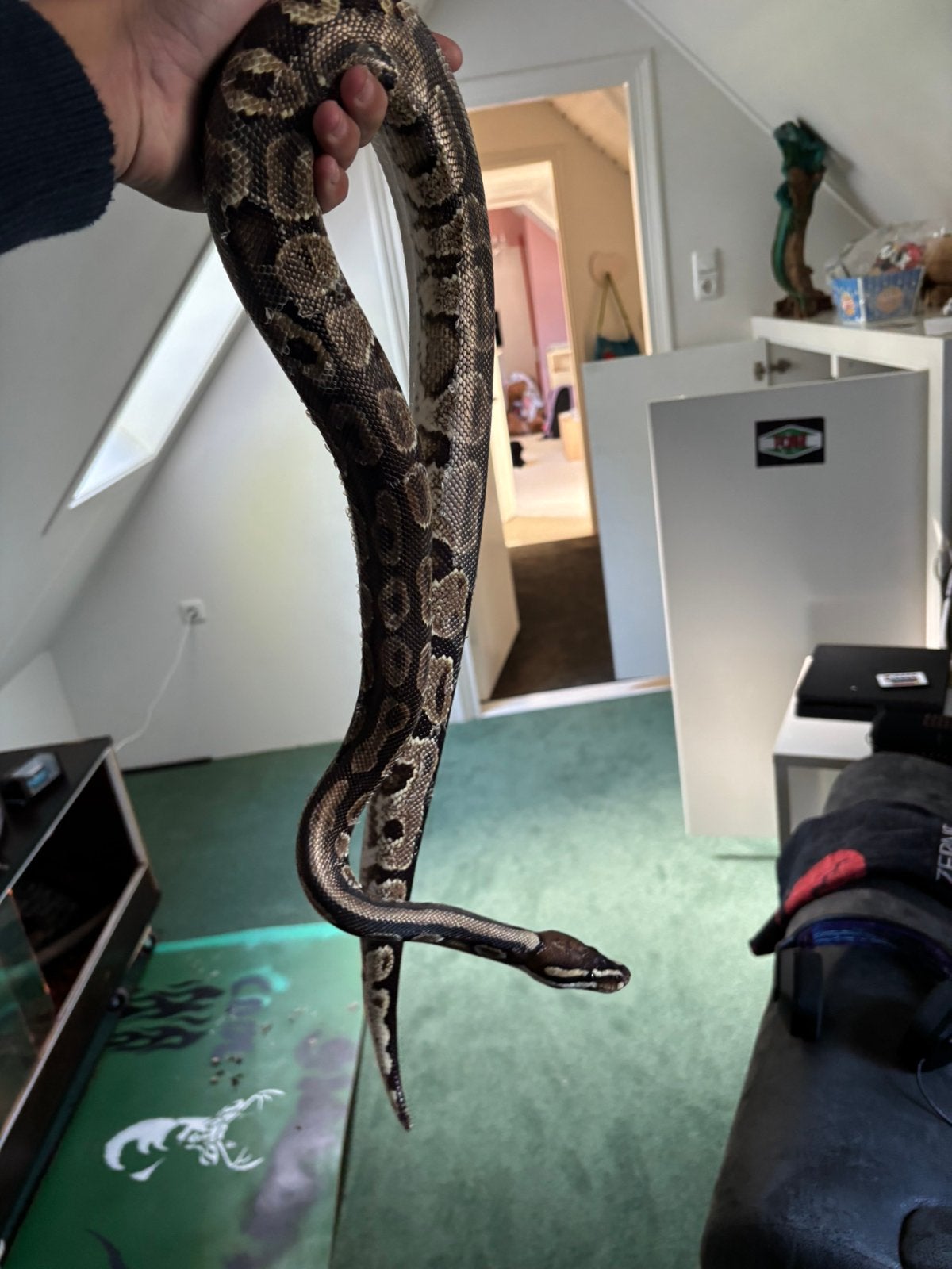 Konings python Ball Python photo 5