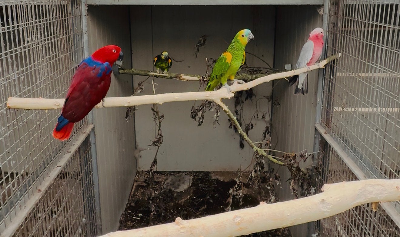 4 brr poppen : edel papegaai , bahia amazone & rose kaketoe, Meerdere dieren, Papegaai